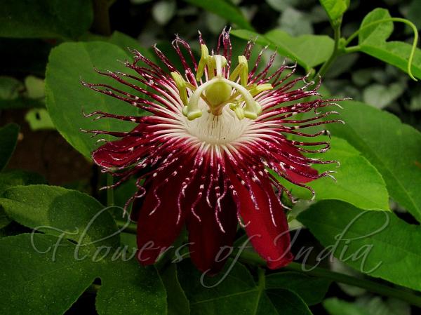 Lady Margaret Passion Flower